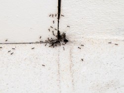 Tips Bersihkan Rumah Agar Bebas Semut Selama Mudik