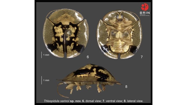 Tim peneliti BRIN baru-baru ini berhasil menemukan dua spesies baru kumbang kura-kura dari genus Thlaspidula di Sulawesi.