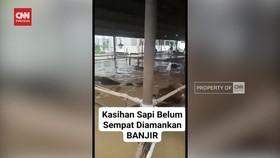 VIDEO: Viral Puluhan Sapi Terendam di Banjir Bekasi, Tak Ada Yang Mati