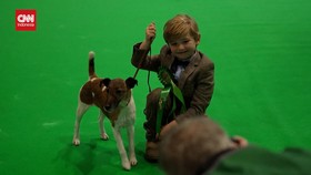 VIDEO: Freddy Osborne, Pemenang Kompetisi Anjing 'Crufts' Termuda