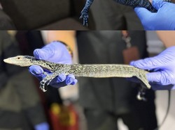 Badan Karantina Gagalkan Penyelundupan 243 Reptil Langka di Pelabuhan Ternate