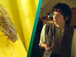 5 Hewan Ini Dinamakan Sesuai Karakter Film Lord of the Rings, Apa Saja?