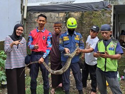 Damkar Bogor Evakuasi Biawak yang Sempat Merayap di Dinding Rumah Warga
