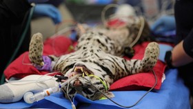 FOTO: Berlomba Melawan Waktu Selamatkan Kucing Langka dari Kepunahan
