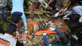 FOTO: Detik-detik Evakuasi Harimau Sumatera Pemburu Ternak di Agam