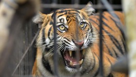 Petani di Lampung Barat Diterkam Harimau, Luka Serius di Kepala