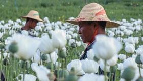 Kebun opium terbesar di Myanmar yang dikuasai junta militer.