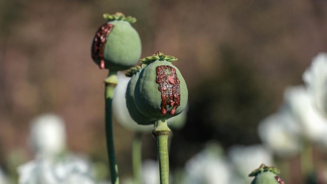 Tiongkok mengalami kekacauan saat kebanjiran narkoba berupa candu opium dari Inggris.