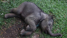 FOTO: Momen Penyelamatan Anak Gajah Tersesat Ditinggal Induk