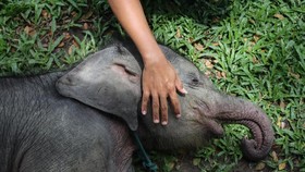 Penyebab Kematian Gajah Tari di Tesso Nilo Masih Diselidiki