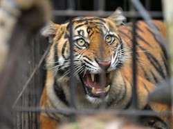 Harimau Terkam 8 Kambing di Inhil, Balai BKSDA Riau Turun Tangan