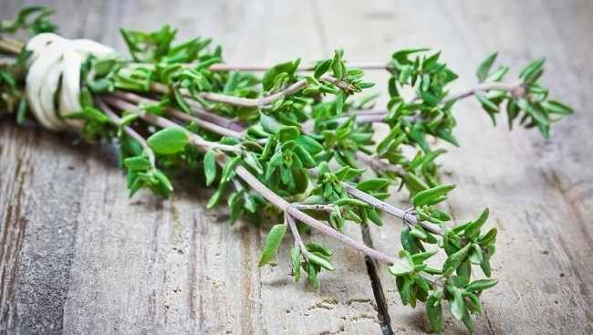 Daun Thyme Indonesia Laris di Jepang & Italia — Anda Masih Pikir Ini Tanaman Biasa?