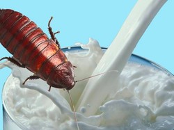 Ilmuwan India Sebut Susu Kecoak Lebih Bergizi dari Susu Sapi