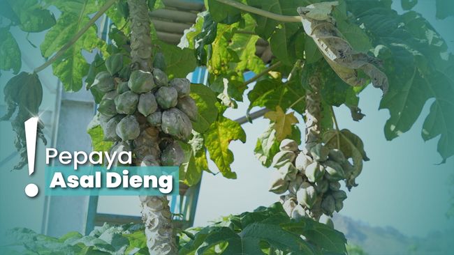 Mengenal Buah Carica, Makanan Khas Dieng dari Amerika Selatan