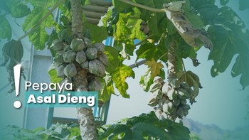 title-image Mengenal Buah Carica, Makanan Khas Dieng dari Amerika Selatan