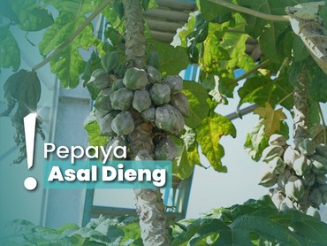 Mengenal Buah Carica, Makanan Khas Dieng dari Amerika Selatan