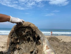 Faktor Iklim-Sampah Jadi Penyebab Mamalia Laut Terdampar di Pesisir Bali