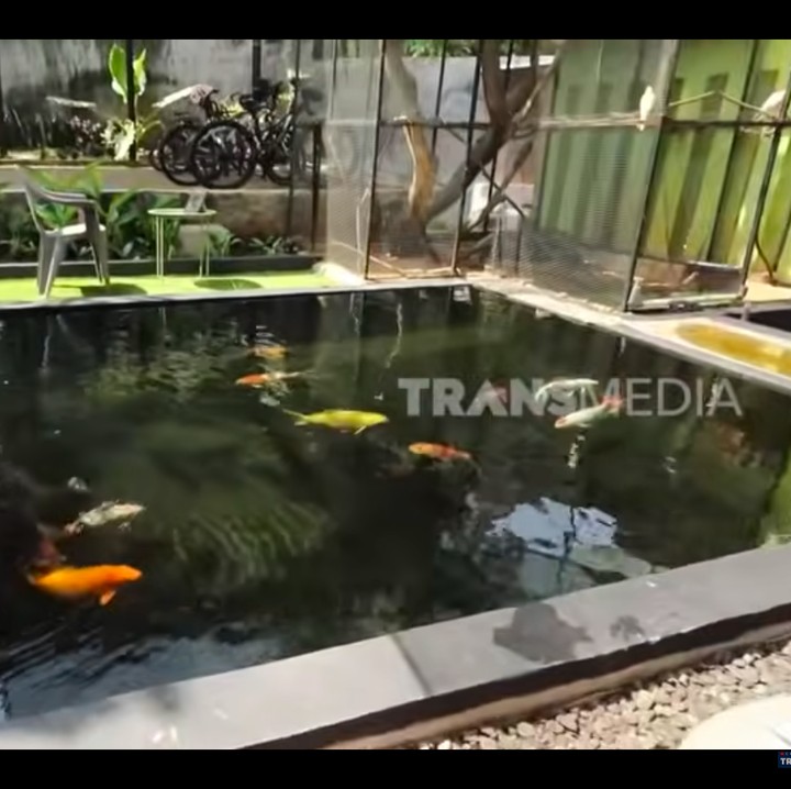 <p>Ikke dan suami memiliki hobi unik, yakni memelihara ikan koi. Menurut Ikke, kolam ikannya berisi berbagai jenis ikan kopi. Bahkan, ada ikan koi yang harganya mencapai Rp2 juta rupiah, Bunda. (Foto: YouTube TRANS 7 OFFICIAL)</p>