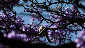 FOTO: Bunga Pohon Jacaranda Bermekaran Hiasi Jalanan Mexico City