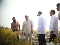 Panen Gabah di Gresik, Mentan Amran Ungkap Terima Kasih Petani ke Prabowo