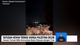 VIDEO: Ratusan Hewan Ternak Warga Palestina Dicuri