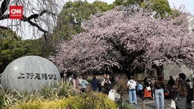 VIDEO: Keindahan Bunga Sakura yang Mekar Lebih Awal di Tokyo