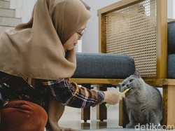 Ada Kalung Pintar Berbasis AI yang Bisa Terjemahkan Suara Hewan Peliharaan