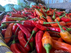 Permintaan Tinggi tapi Stok Sedikit Picu Harga Cabai di Palembang Mahal