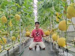 Wisata Kebun Melon di Pangandaran, Alternatif Long Weekend Dekat Jakarta