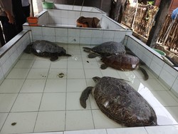 Lima Penyu Selundupan Diamankan Polres Jembrana, Penyelundup Buron