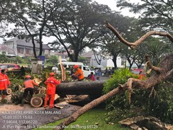 Pohon Tumbang Timpa Biker di Perum Araya Malang, Korban Dibawa ke RSSA