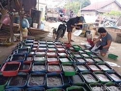 Produsen Cincau Hitam di Palembang Banjir Orderan Selama Ramadan