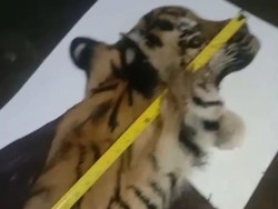 5 Penjual Kulit Harimau di Aceh Tengah Ditangkap Polisi