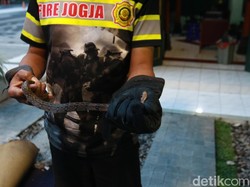 Ular Sowo Kopi Jatuh dari Plafon Ruang Wartawan Balai Kota Jogja
