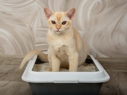 Jangan Asal Taruh! Ini 3 Lokasi Terbaik untuk Kotak Pasir Kucing