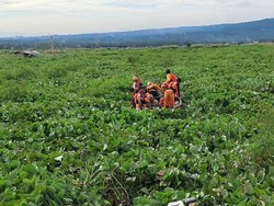 Terjebak di Lautan Eceng Gondok Rawa Pening, Kakek Ini Dievakuasi Tim SAR
