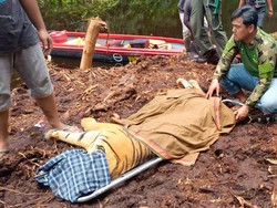 Terkam Warga hingga Tewas, Harimau di Riau Masuk Perangkap BBKSDA