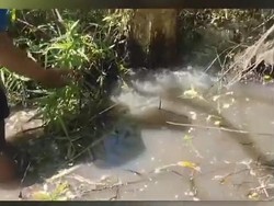 Fenomena Air Tiba-tiba Menyembur dari Bawah Pohon Klampis di Bojonegoro