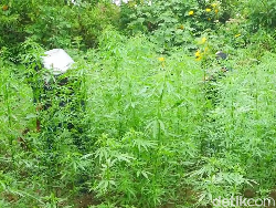 59 Titik Ladang Ganja Ditemukan di Area TNBTS Melalui Bantuan Drone