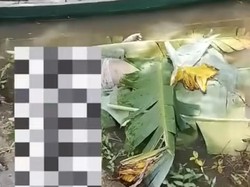 Heboh Mayat Mr X Mengapung di Sungai Musi Muba, Polisi Selidiki
