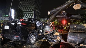 FOTO: 2 Mobil Ringsek Tertimpa Pohon Tumbang di Kebon Sirih Jakpus