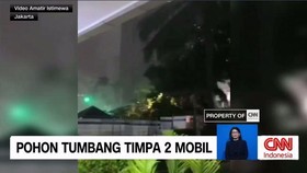 VIDEO: Detik-detik Pohon Tumbang Timpa Dua Mobil
