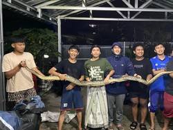 Keberanian Warga Tangkap Ular Piton 3,5 Meter yang Hendak Masuk Rumah