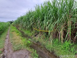 Penampakan Ladang Tebu Kaligondang Lokasi Penemuan Kerangka Manusia