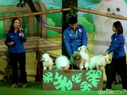 Aksi Anjing Mini yang Menggemaskan di Kebun Binatang Bandung