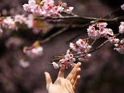 Jepang Rilis Tanggal Bunga Sakura Mekar, Siap-siap Pesan Tiket Pesawat Ya!