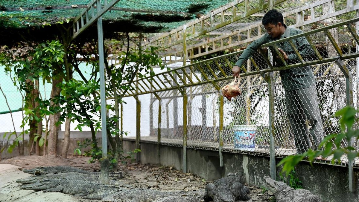 FOTO: Bahu-membahu Menyelamatkan Buaya Kamboja dari Kepunahan