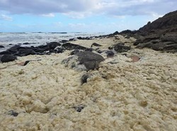Misteri Buih di Pantai Racuni Peselancar hingga Ikan Mati Massal