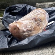 Jurnalis Perempuan Tempo Dapat Kiriman Kepala Babi, AJI dan LBH: Serangan Berbahaya terhadap Kemerdekaan Pers