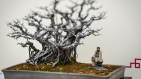 FOTO: Keindahan Bonsai, Tanaman Kerdil yang Rupawan